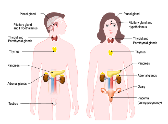 Иллюстрация человека